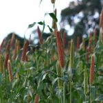 Online Information hub for farmers and entrepreneurs launched