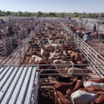The 2023 NCA Livestock Marketing Auction Calendar